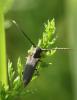 Phytoecia pustulata